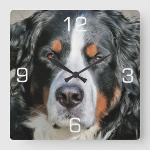 Horloge Carrée Photo Bernese Mountain Dog