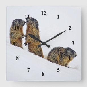 Horloge Carrée Photo de neige des marmottes