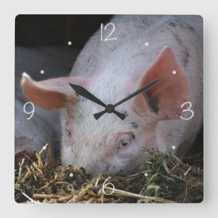 Horloge Carrée Photo rose de porc