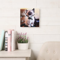 Photographie de Kitten Siamese Oyé bleu