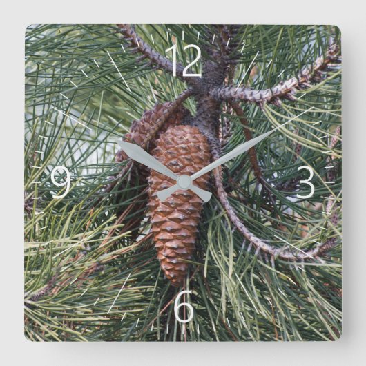 Horloge Carrée Pinecone sur le pin (Recto)