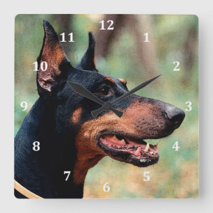 Horloge Carrée Pinscher de dobermann dans les bois