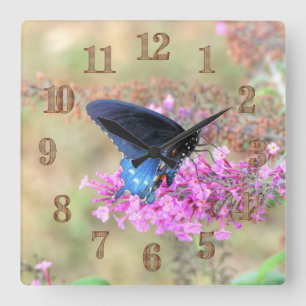Horloge Carrée Pipevine Swallowtail sur Buddleia de David