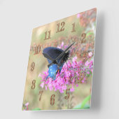 Horloge Carrée Pipevine Swallowtail sur Buddleia de David (Angle)