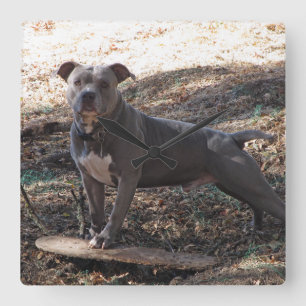 Horloge Carrée Pitbull avec l'horloge murale de planche à