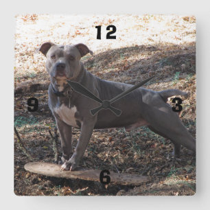 Horloge Carrée Pitbull avec l'horloge murale numérotée par