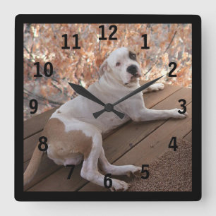 Horloge Carrée Pitbull Irresistible