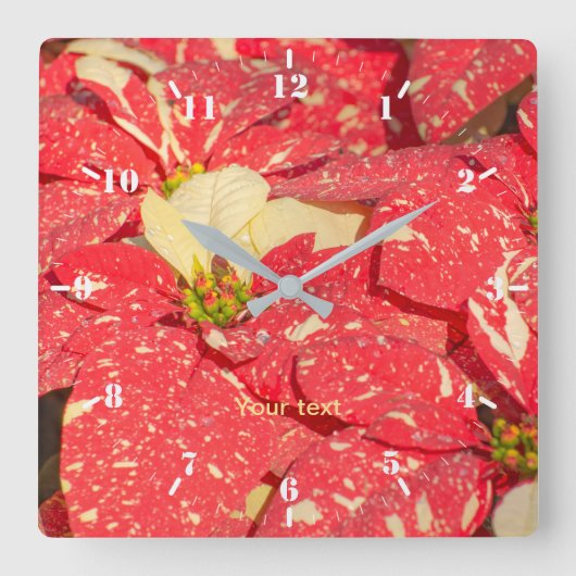 Horloge Carrée Plante de Noël Poinsettia Flower (Recto)