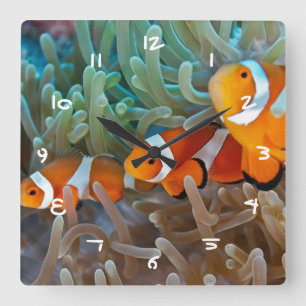 Horloge Carrée Poisson clown