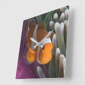 Horloge Carrée Poisson clown occidental (Angle)