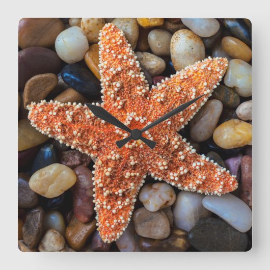 Horloge Carrée Poisson-étoile sur rochers (Recto)