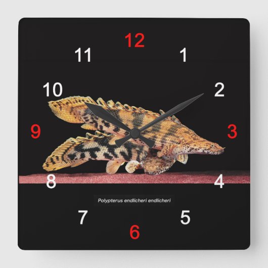 Horloge Carrée Polypterus endlicheri endlicheri (Recto)