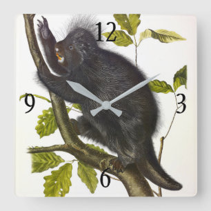 Horloge Carrée Porcupine nord-américaine ou canadienne par Audubo