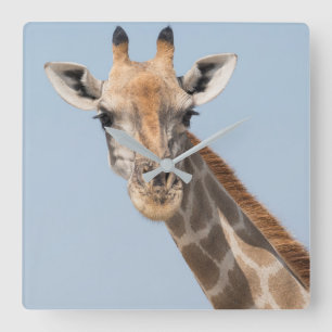 Horloge Carrée Portrait de girafe angolais