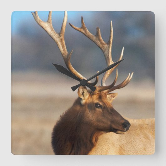 Horloge Carrée Portrait d'un bull (Recto)