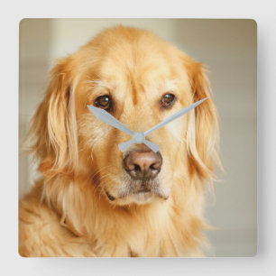 Horloge Carrée Portrait Golden Retriever