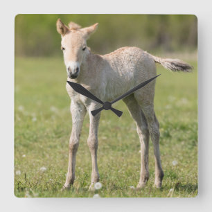 Horloge Carrée Poulain de cheval de Przewalski, Hongrie
