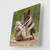 Horloge Carrée Pups de loup gris se déplaçant (Angle)