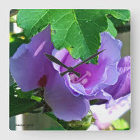 Purple rose de Sharon ou Hibiscus Syriacus
