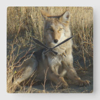 R15 Coyote Couché