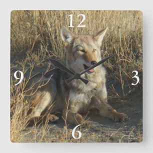 Horloge Carrée R18 Coyote Laying