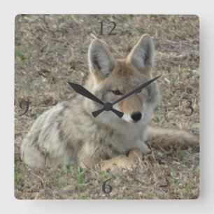 Horloge Carrée R22 Coyote Laying