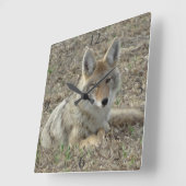 Horloge Carrée R22 Coyote Laying (Angle)