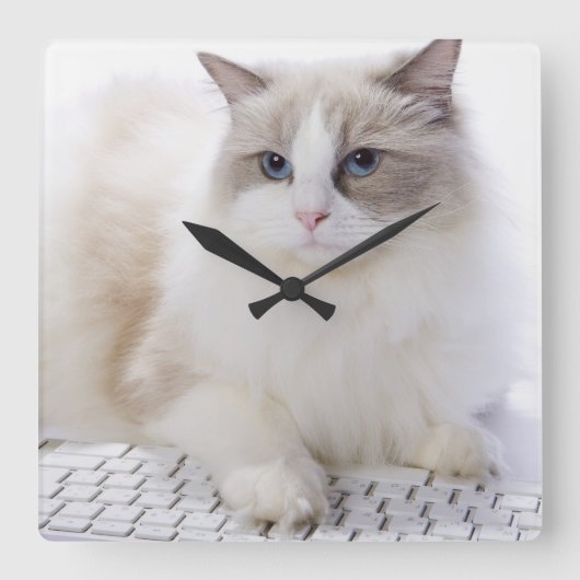 Horloge Carrée Ragdoll cat sur le clavier de l'ordinateur (Recto)