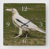 Rare White Raven Faune Photographie