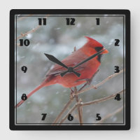 Red cardinal en hiver