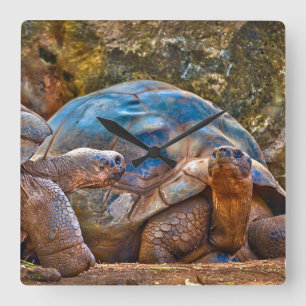Horloge Carrée Reptile Galapagos Tortues Mur Clock