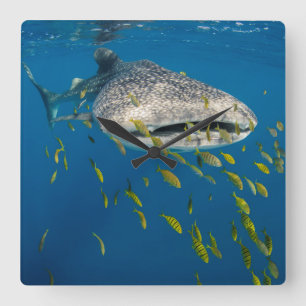 Horloge Carrée Requin baleine avec des poissons, Indonésie