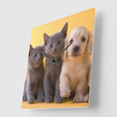 Horloge Carrée Russian Blue Kittens et Dachshund (Angle)