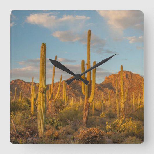 Horloge Carrée Saguaro cactus at sunset (Recto)