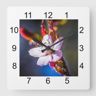 Horloge Carrée Sakura - Japanese cherry flower