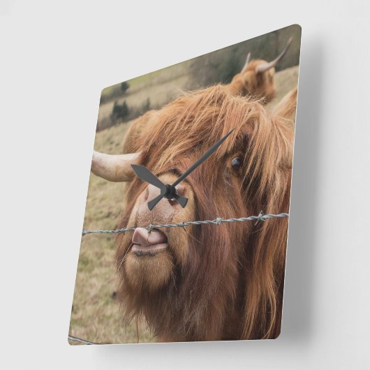 Horloge Carrée Scottish Highland cow Tile (Angle)