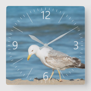 Horloge Carrée Seagull walking on the beach