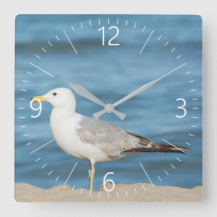 Horloge Carrée Seagull walking on the beach