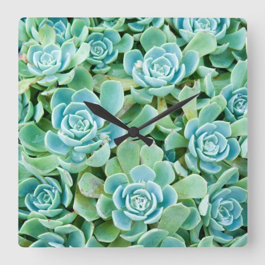 Horloge Carrée Sempervivum (Recto)