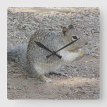 Squerrl Lover Photo Adorable Gray Forest Animal