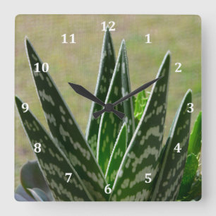 Horloge Carrée Succulent de Variegata de "alligator" d'aloès