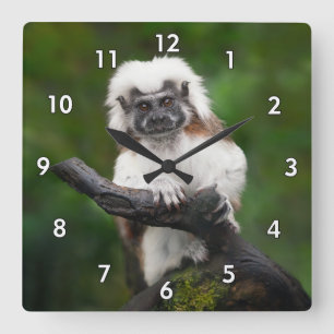 Horloge Carrée Super Cute Coton Top Tamarin Primate