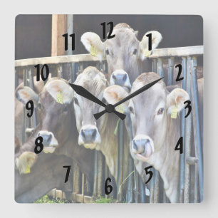Horloge Carrée Sur Les Vaches De Ferme