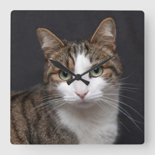 Horloge Carrée Tabby Chat avec yeux verts contre Arrière - plan n