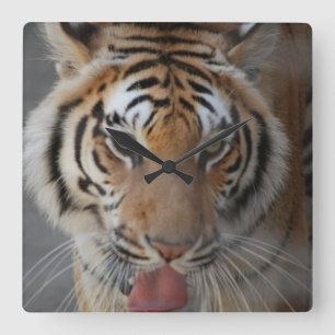 Horloge Carrée Tiger Kisses Wall Clock