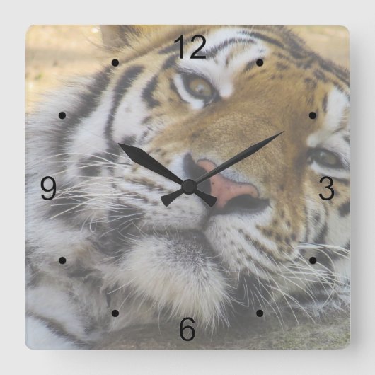 Horloge Carrée Tigre endormi (Recto)