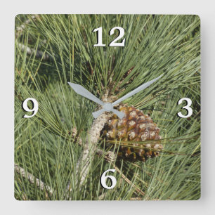 Horloge Carrée Torrey Pine Closeup California Botanical