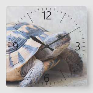 Horloge Carrée Tortue