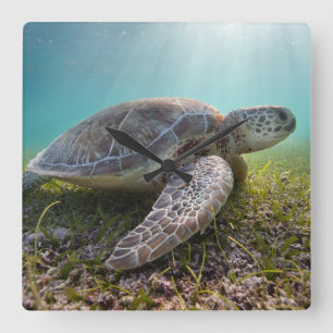 Horloge Carrée Tortue de mer verte à la baie du crépuscule
