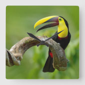 Horloge Carrée Toucan assis sur la branche dans la forêt (Recto)